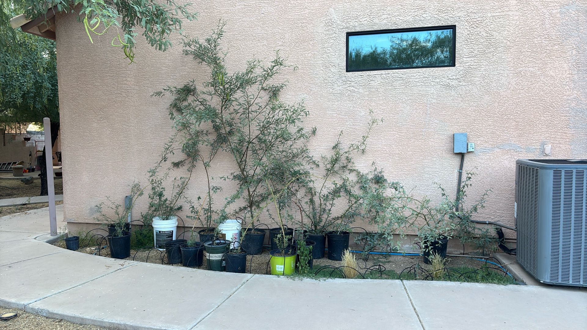 Mesquite Trees