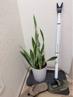 Snake plant