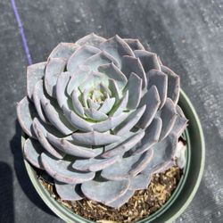 Succulent - 1 Gallon