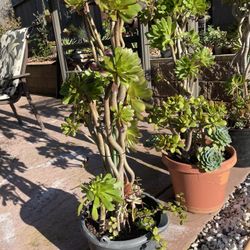 Succulents for sale In kavala Ranch  Community Sale