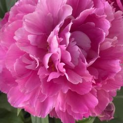 Full Size Peony Bush In Pot