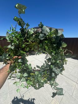 Bloom Room Faux Green Ivy Wreath – 25” New with Tags