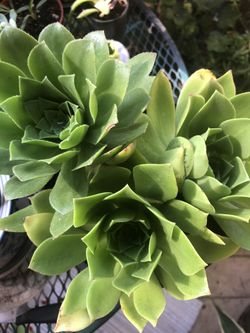 Sempervivium succulent