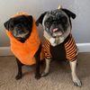 🎃🎃