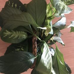 Indoor Plant Real Plant
