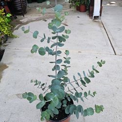 Eucalyptus PLANTS ARRIVE, BEAUTIFUL AND HEALTHY. $13 EACH