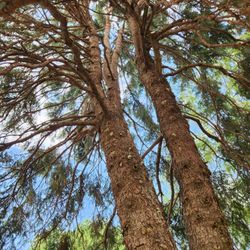 Tree Pruning Se Podan Aroboles 