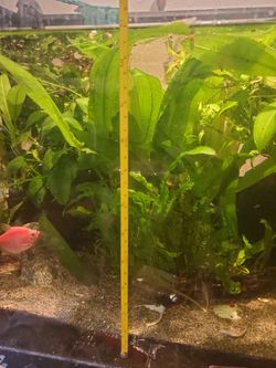 Large Amazon Sword Plant (leaves are 1 foot tall)