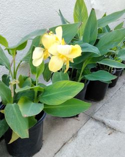 Canna Lilly - $10 each - Red & Yellow