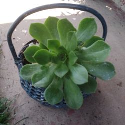 Plants Suculenta En Canasta