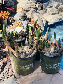 Peanut Cactus