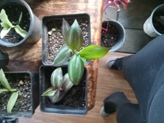 2 Purple Heart Vines 