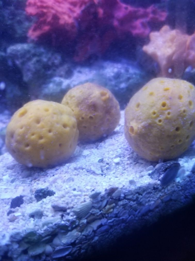 sea sponges trio saltwater aquarium tank for Sale in Santa Monica, CA