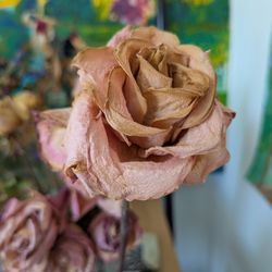 Dried Rose