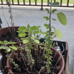 Multiple Tulsi Plant With Pot