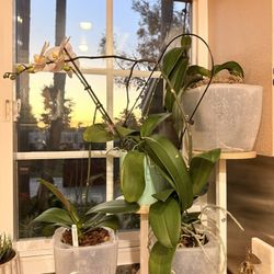 Orchids With Pots And Rack