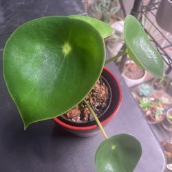 peperomia raindrop plant