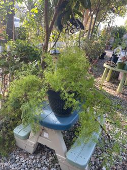 Green plant full gorgeous