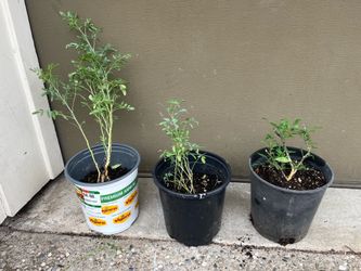 Rue (Ruda) Herb Plant