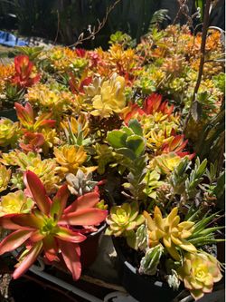 Tons of Outdoor Plants for Sale