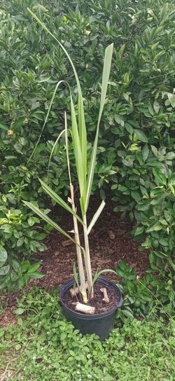 Sugarcane plant currently with 5 stalks -- considered 2 for pricing.