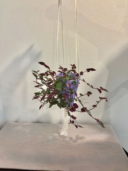 Tradescantia zebrina plants