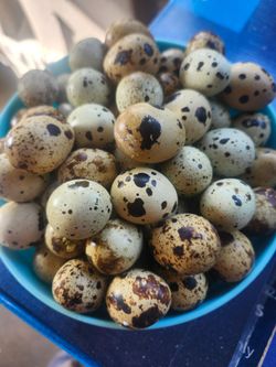 Huevos de codornis