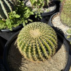 Cactus