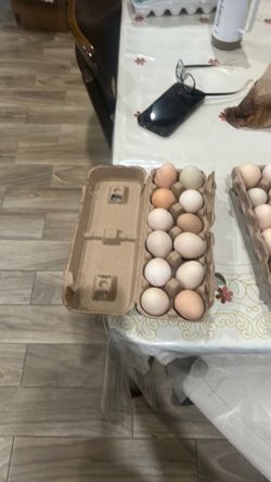 Fresh chicken eggs