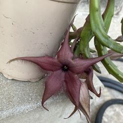 Stapelia Starfish Blooming Plant , In 6 Inch Pot Pick Up Only