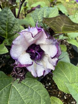 Purple Datura (metel) Aka Devils Trumpet