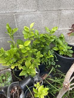 Limón 🍋 Amarillo