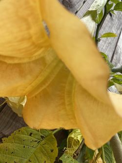Brugmansia Trumpet Flower Plant - Floripondio Borrachero Trompeta flor planta