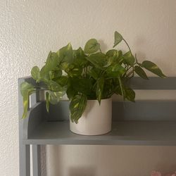 Faux Plant