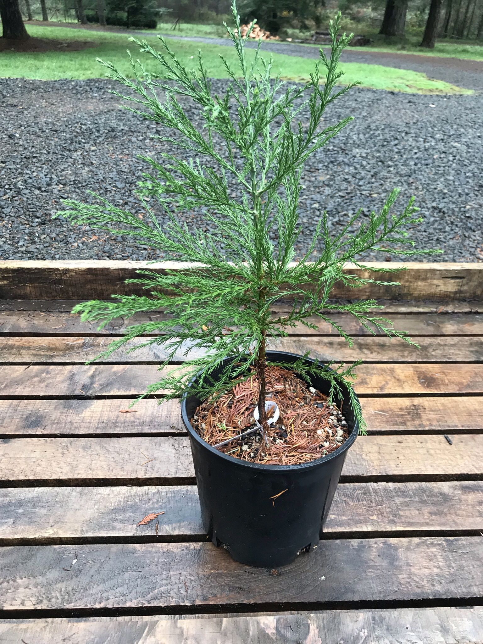 Redwood And Giant Sequoia Trees And Seedlings $2.25