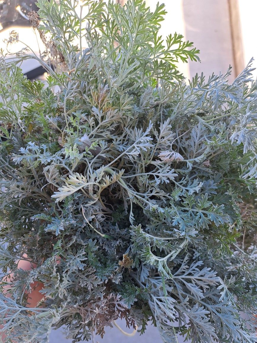 Fresh Bunch Wormwood  / Ajenjo