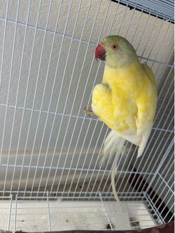 Bird cage