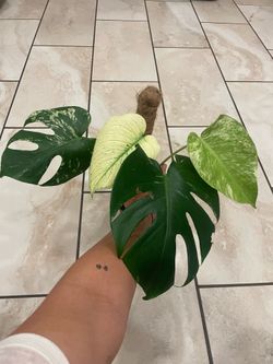 Monstera mint plant