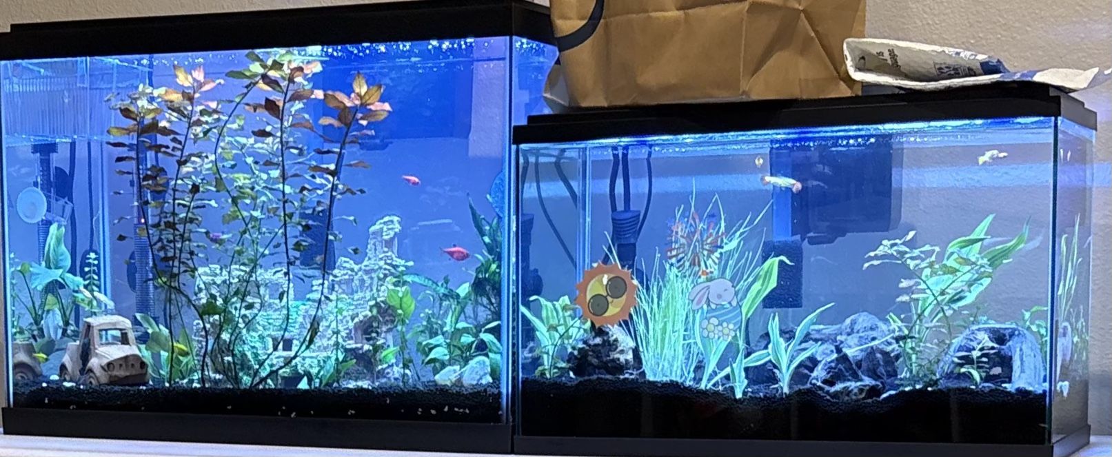 Fish Tanks