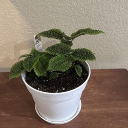 Beautiful “Moon Valley / Frienship” Plant