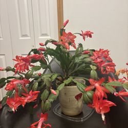 Cactus indoor Plant In ceramic pot 