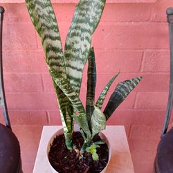 Snake Plant/Lengua De Suegra