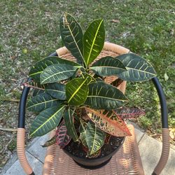 Croton Petra In 10” Decorate Plastic Pot With Drainage 