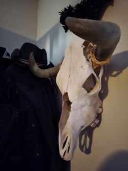 Cow Skull