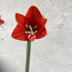 Amarilis 
