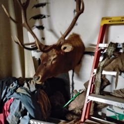 6 Point Bull Elk From silvies 