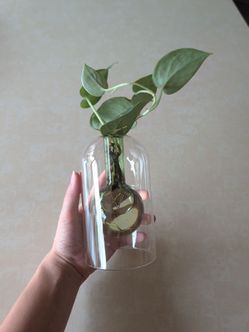 Glass plant propagation or vase