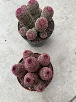 Rainbow Cactus