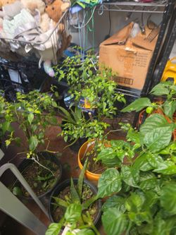 Serrano or chile pequín peppers plants