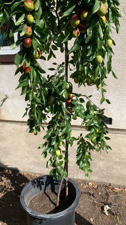 Jujubes (dates):  78 inches with about 40 fruits